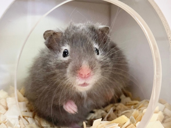 ゴールデンハムスター