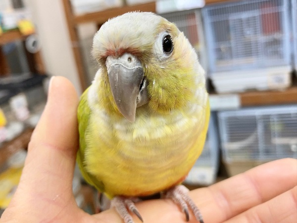 最新画像あり⭐️ウロコインコ(ダイリュート)手のひらにぴとっ♪びびりだけど甘えんぼさんです! ホオミドリウロコインコ