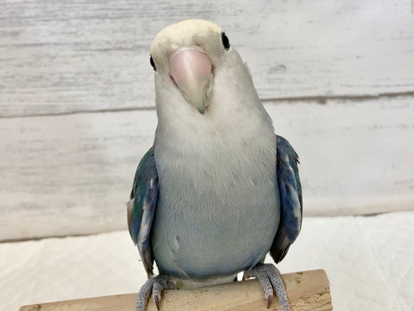 最新画像あり⭐️コザクラインコ（ブルー）　落ち着いた色合いがいい感じ！