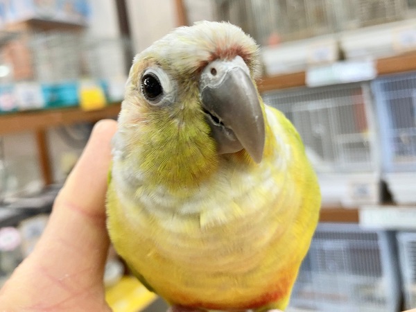 最新画像あり⭐️ウロコインコ(ダイリュート)手のひらにぴとっ♪びびりだけど甘えんぼさんです! ホオミドリウロコインコ