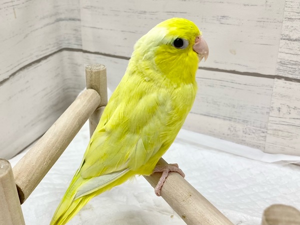 マメルリハ