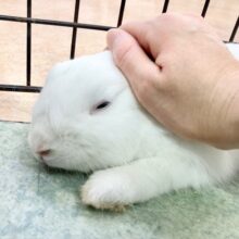 最新画像！ドワーフホト（ミスカラー）　うさんぽ大好き！活発な男の子です♪