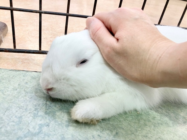 最新画像！ドワーフホト（ミスカラー）　うさんぽ大好き！活発な男の子です♪