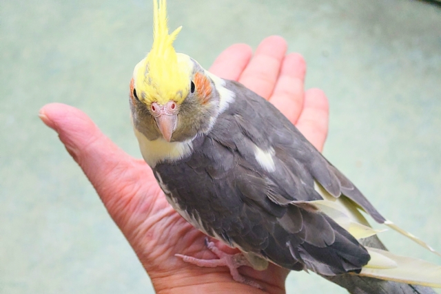 オカメインコ