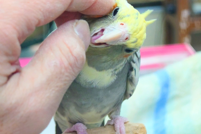 オカメインコ