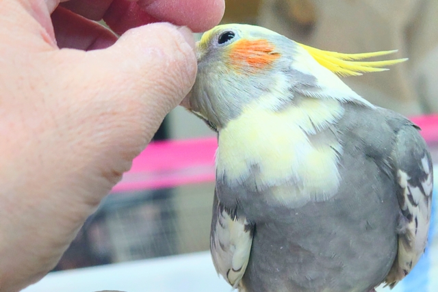 オカメインコ