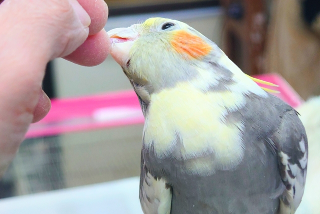 オカメインコ