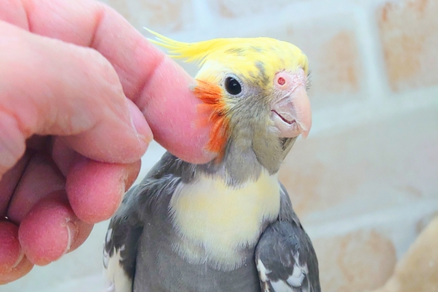 オカメインコ