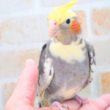 オレンジほっぺ♫　吸い込みゾーン☆　オカメインコ　パイド〜〜