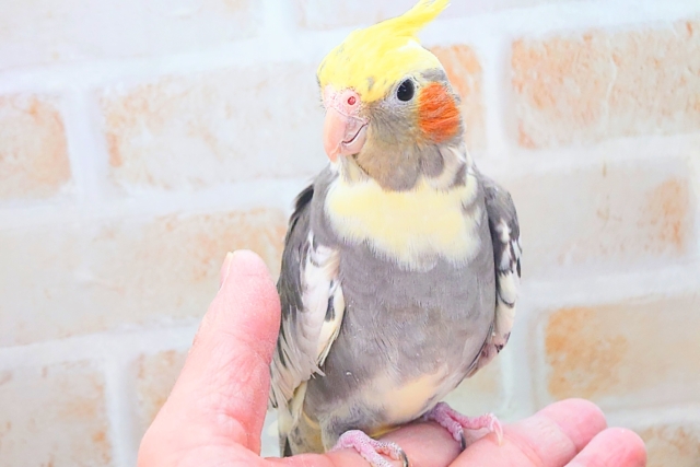 オレンジほっぺ♫　吸い込みゾーン☆　オカメインコ　パイド〜〜