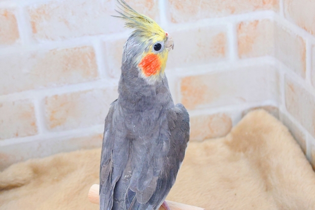 あっ!ソフトクリームが、あたまっ?? オカメインコ ノーマル〜〜 オカメインコ