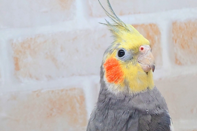 あっ!ソフトクリームが、あたまっ?? オカメインコ ノーマル〜〜 オカメインコ