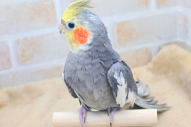 あっ!ソフトクリームが、あたまっ?? オカメインコ ノーマル〜〜 オカメインコ