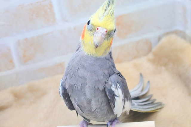 あっ！ソフトクリームが、あたまっ？？　オカメインコ　ノーマル〜〜