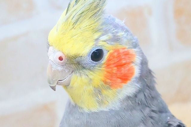 あっ!ソフトクリームが、あたまっ?? オカメインコ ノーマル〜〜 オカメインコ