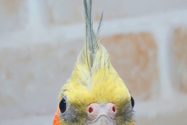 あっ!ソフトクリームが、あたまっ?? オカメインコ ノーマル〜〜 オカメインコ