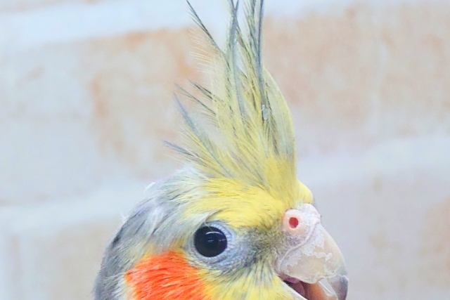 あっ!ソフトクリームが、あたまっ?? オカメインコ ノーマル〜〜 オカメインコ
