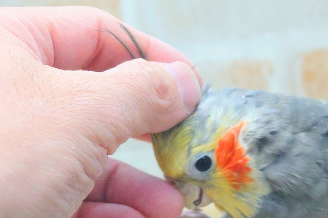 あっ!ソフトクリームが、あたまっ?? オカメインコ ノーマル〜〜 オカメインコ