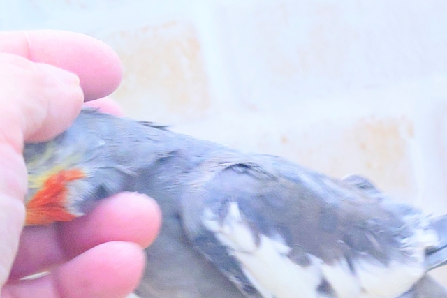 あっ!ソフトクリームが、あたまっ?? オカメインコ ノーマル〜〜 オカメインコ