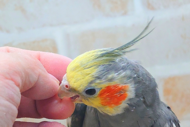 あっ!ソフトクリームが、あたまっ?? オカメインコ ノーマル〜〜 オカメインコ