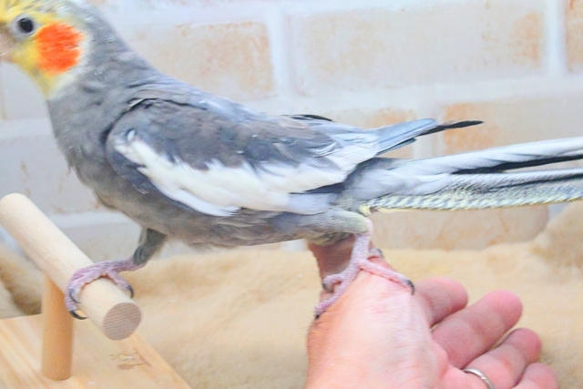 あっ!ソフトクリームが、あたまっ?? オカメインコ ノーマル〜〜 オカメインコ