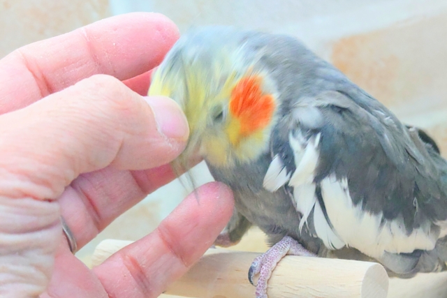 あっ!ソフトクリームが、あたまっ?? オカメインコ ノーマル〜〜 オカメインコ
