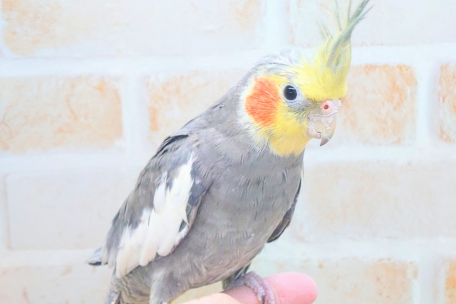 あっ!ソフトクリームが、あたまっ?? オカメインコ ノーマル〜〜 オカメインコ