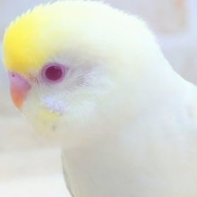 最新画像になります☆ヤバﾔﾊﾞば～～♪✨ﾚｱカラーさんっ✨　セキセイインコ（ファロー）