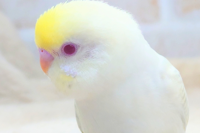 最新画像になります☆ヤバﾔﾊﾞば～～♪✨ﾚｱカラーさんっ✨　セキセイインコ（ファロー）