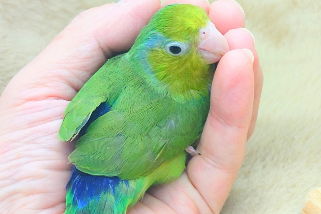 最新画像になります☆馴れてるコお探しですって？？　ﾎﾞｸだよぉ～♪♬　マメルリハインコ　ノーマルグリーン　男のコ～～