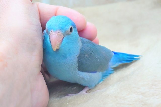 最新画像になります☆吸いよせられてーーブルーの小さい人気者💙🎶 マメルリハ(ブルー) マメルリハ