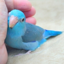 最新画像になります☆吸いよせられてーーブルーの小さい人気者💙🎶　マメルリハ（ブルー）