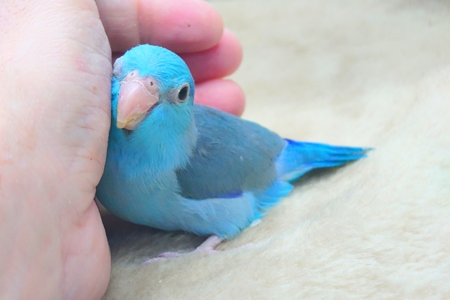 最新画像になります☆吸いよせられてーーブルーの小さい人気者💙🎶 マメルリハ(ブルー) マメルリハ