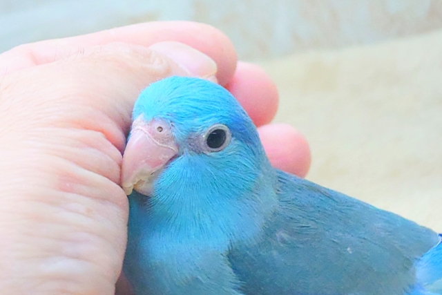 最新画像になります☆吸いよせられてーーブルーの小さい人気者💙🎶 マメルリハ(ブルー) マメルリハ