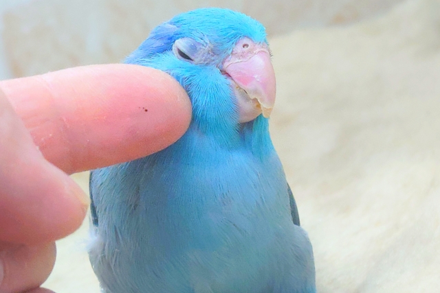 最新画像になります☆吸いよせられてーーブルーの小さい人気者💙🎶 マメルリハ(ブルー) マメルリハ