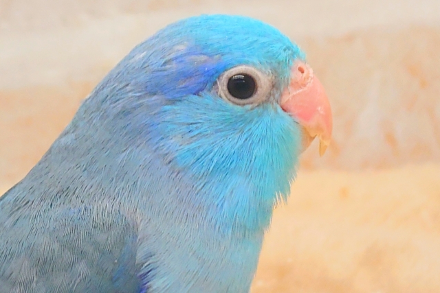 最新画像になります☆吸いよせられてーーブルーの小さい人気者💙🎶 マメルリハ(ブルー) マメルリハ