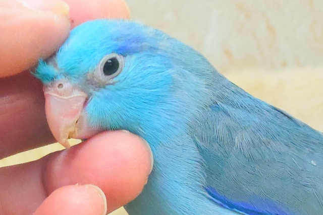 最新画像になります☆吸いよせられてーーブルーの小さい人気者💙🎶 マメルリハ(ブルー) マメルリハ