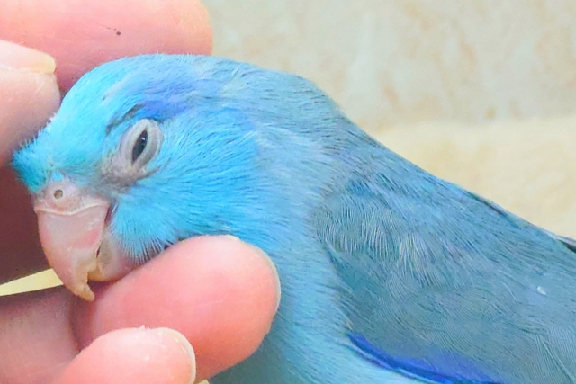 最新画像になります☆吸いよせられてーーブルーの小さい人気者💙🎶 マメルリハ(ブルー) マメルリハ