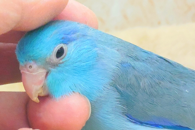 最新画像になります☆吸いよせられてーーブルーの小さい人気者💙🎶 マメルリハ(ブルー) マメルリハ