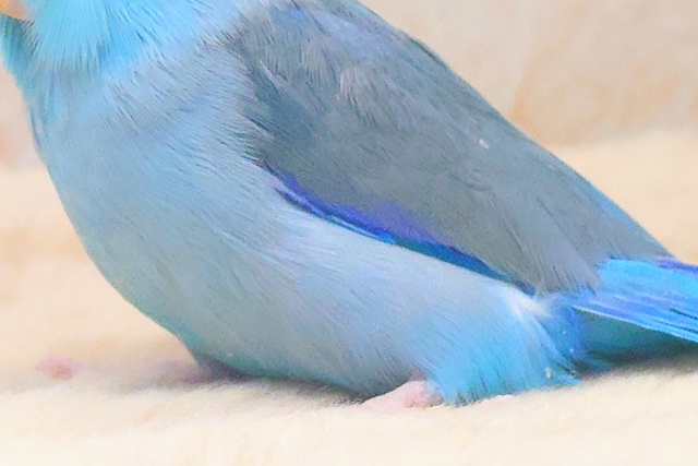 最新画像になります☆吸いよせられてーーブルーの小さい人気者💙🎶 マメルリハ(ブルー) マメルリハ