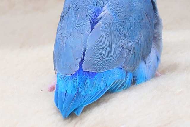 最新画像になります☆吸いよせられてーーブルーの小さい人気者💙🎶 マメルリハ(ブルー) マメルリハ