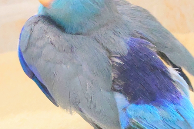 最新画像になります☆吸いよせられてーーブルーの小さい人気者💙🎶 マメルリハ(ブルー) マメルリハ