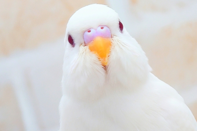 最新画像になります☆エンジェル降臨👼🪽✨　セキセイインコ（アルビノ）