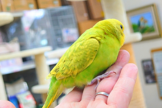 セキセイインコ