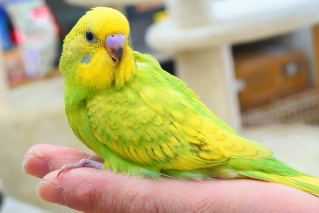 セキセイインコ