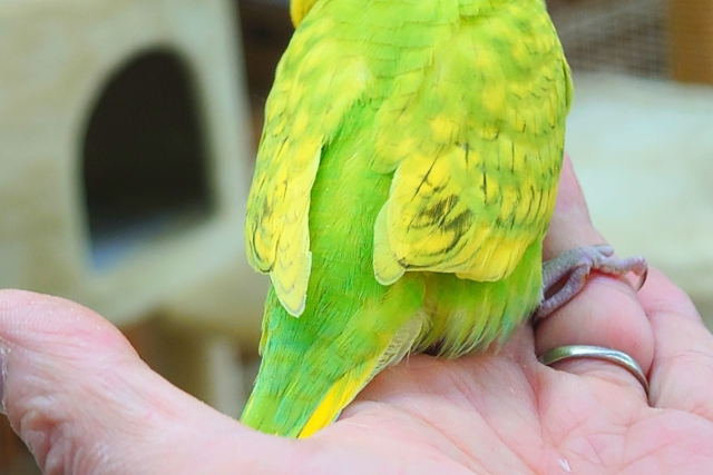 セキセイインコ