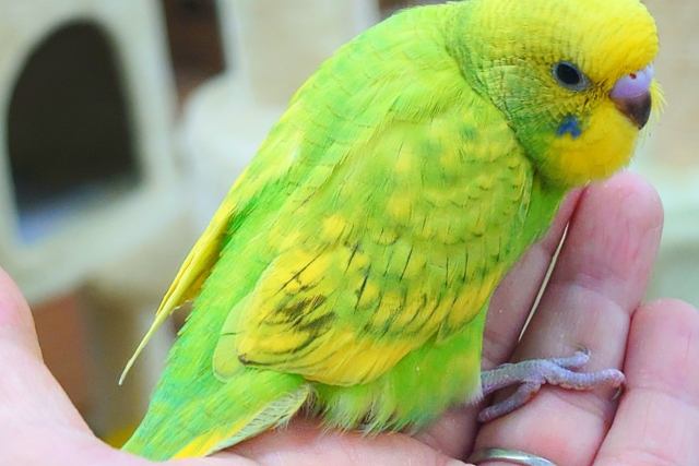 セキセイインコ