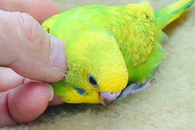 セキセイインコ