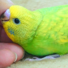 最新画像になります☆可愛いえだまめちゃん🫛💚💛　セキセイインコ（スパングル）