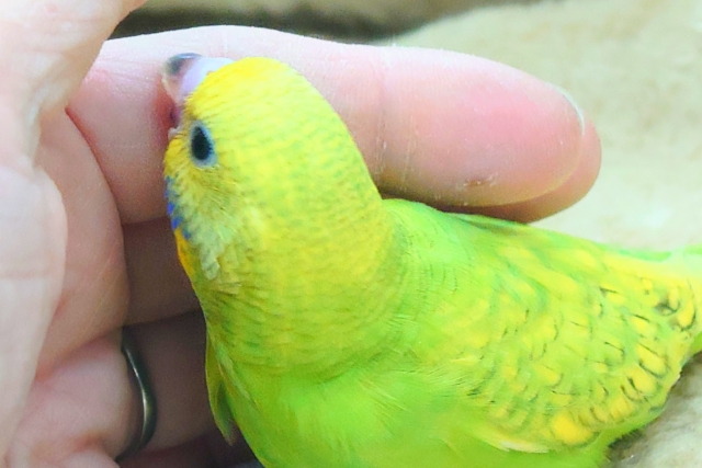 セキセイインコ